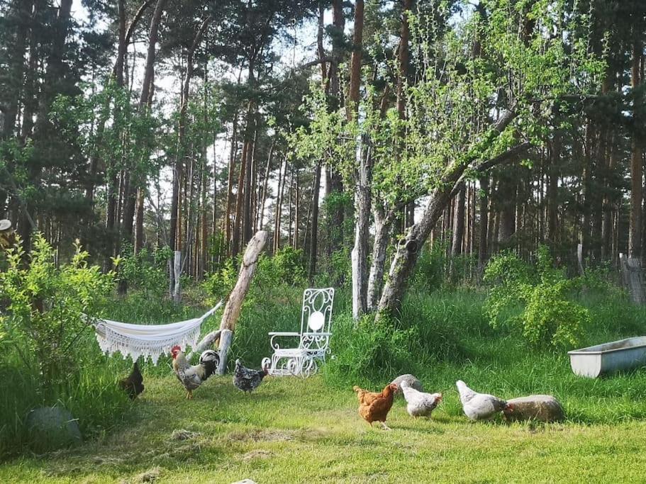 Gaestesuite Am Waldrand, Ausstieg Auf Zeit Heideblick Kültér fotó