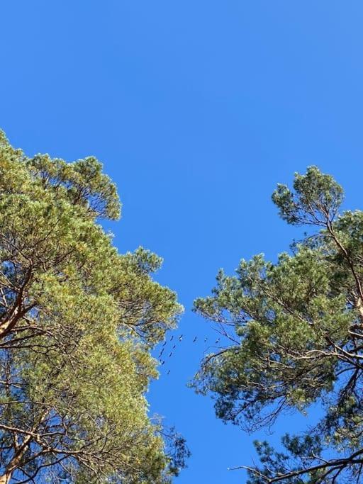 Gaestesuite Am Waldrand, Ausstieg Auf Zeit Heideblick Kültér fotó
